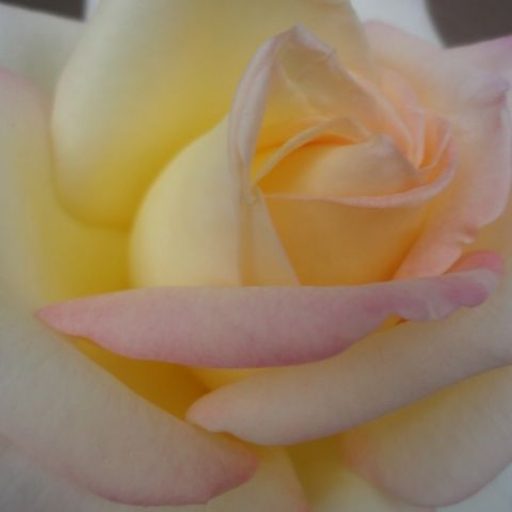 cropped-peace-rose.jpg
